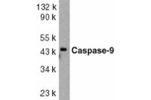 Image no. 1 for anti-Caspase 9, Apoptosis-Related Cysteine Peptidase (CASP9) (AA 41-56) antibody (ABIN201919) (Caspase 9 Antikörper  (AA 41-56))