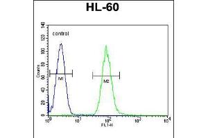 Flow cytometric analysis of HL-60 cells (right histogram) compared to a negative control cell (left histogram). (DPP3 Antikörper  (C-Term))