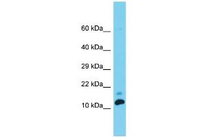 Host: Rabbit  Target Name: Med31  Sample Tissue: Rat Testis lysates  Antibody Dilution: 1. (MED31 Antikörper  (C-Term))