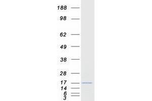 Validation with Western Blot (LSMEM1 Protein (Transcript Variant 1) (Myc-DYKDDDDK Tag))