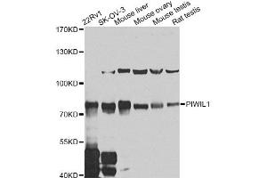 Western blot analysis of extracts of various cell lines, using PIWIL1 antibody (ABIN5974452) at 1/1000 dilution. (PIWIL1 Antikörper)