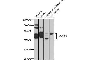 Western blot analysis of extracts of various cell lines, using  antibody  at 1:1000 dilution. (ADAP1 Antikörper  (AA 1-374))