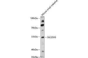 Western blot analysis of extracts of mouse small intestine, using SLC23 antibody (ABIN7270424) at 1:1000 dilution. (SLC23A3 Antikörper  (AA 394-493))