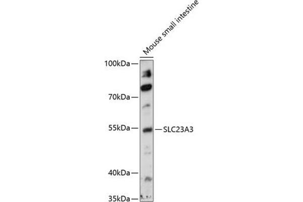 SLC23A3 Antikörper  (AA 394-493)