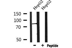 Western blot analysis of extracts from HepG2, using PIGQ Antibody. (PIGQ Antikörper  (Internal Region))