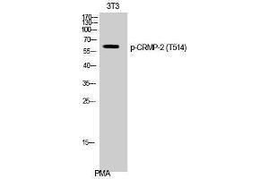Western Blotting (WB) image for anti-Dihydropyrimidinase-Like 2 (DPYSL2) (pThr514) antibody (ABIN3182824) (DPYSL2 Antikörper  (pThr514))