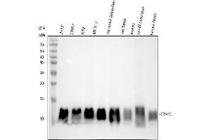 Western blot analysis of UBA52 using anti-UBA52 antibody (ABIN7606637).