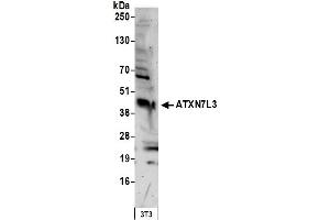 Western Blotting (WB) image for anti-Ataxin 7-Like 3 (ATXN7L3) (AA 297-347) antibody (ABIN7452924) (ATXN7L3 Antikörper  (AA 297-347))