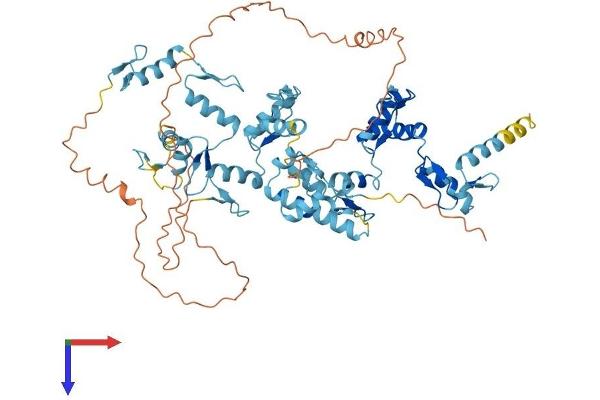 Zinc Finger Protein 354B (ZNF354B) (AA 1-612) protein (His tag)