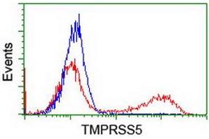 Image no. 2 for anti-Transmembrane Protease, serine 5 (TMPRSS5) antibody (ABIN1501447) (TMPRSS5 Antikörper)