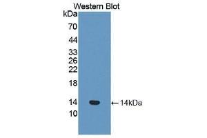 Western Blotting (WB) image for anti-Coagulation Factor VII (F7) (AA 315-433) antibody (ABIN1858762) (Factor VII Antikörper  (AA 315-433))