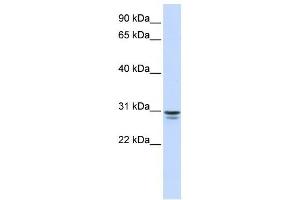 FFAR1 antibody (70R-10510) used at 0. (FFAR1 Antikörper  (N-Term))