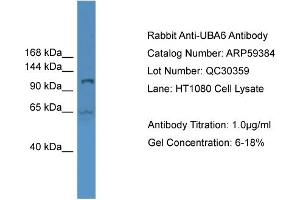 WB Suggested Anti-UBA6  Antibody Titration: 0. (UBA6 Antikörper  (Middle Region))