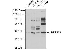 Western blot analysis of extracts of various cell lines, using KHDRBS3 antibody (ABIN6131841, ABIN6142833, ABIN6142834 and ABIN6222332) at 1:1000 dilution. (KHDRBS3 Antikörper  (AA 177-346))