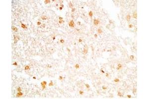 Rat brain tissue stained by Rabbit Anti-NERP-2 (Human) Antibody (NERP-2 Antikörper)