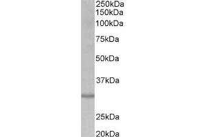 ABIN870641 (0. (CRLS1 Antikörper  (Internal Region))
