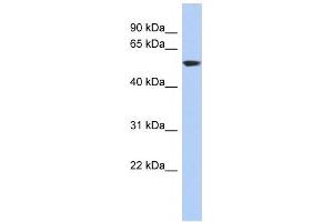 GLUD1 antibody used at 1 ug/ml to detect target protein. (GLUD1 Antikörper  (N-Term))