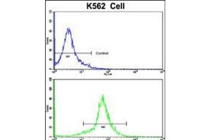 Flow cytometric analysis of K562 cells using PCM-1 Antibody (bottom histogram) compared to a negative control cell (top histogram). (PCM1 Antikörper  (C-Term))