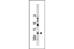 The anti-YWHAB Pab (ABIN1882154 and ABIN2842225) is used in Western blot to detect YWHAB in HL-60 cell lysate. (YWHAB Antikörper  (N-Term))