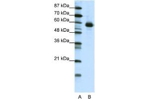 WB Suggested Anti-NFIL3 Antibody Titration:  1. (NFIL3 Antikörper  (N-Term))