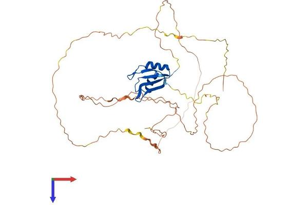 RBM9 Protein (AA 1-449) (His tag)