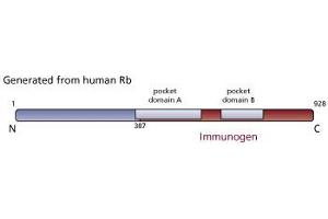 Image no. 2 for anti-Retinoblastoma 1 (RB1) (C-Term) antibody (ABIN967408) (Retinoblastoma 1 Antikörper  (C-Term))