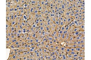 ABIN7097043 and ABIN7101110 at 1/100 staining mouse liver tissue by IHC-P.