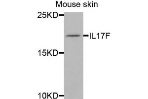 Western blot analysis of extracts of mouse skin cells, using IL17F antibody. (IL17F Antikörper)