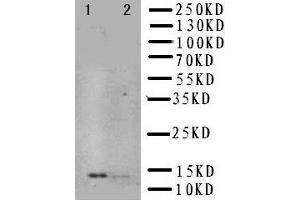 Anti-NGF antibody, Western blotting Lane 1: Recombinant Human NGFB Protein 10ng Lane 2: Recombinant Human NGFB Protein 5ng (Nerve Growth Factor Antikörper  (N-Term))
