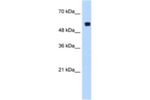 Western Blotting (WB) image for anti-Poly-U Binding Splicing Factor 60KDa (PUF60) antibody (ABIN2462251) (PUF60 Antikörper)