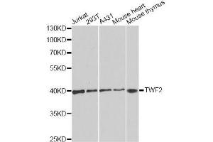 Western blot analysis of extracts of various cell lines, using TWF2 antibody. (TWF2 Antikörper  (AA 1-369))
