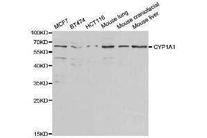 Western Blotting (WB) image for anti-Cytochrome P450, Family 1, Subfamily A, Polypeptide 1 (CYP1A1) (AA 200-460) antibody (ABIN3023076)