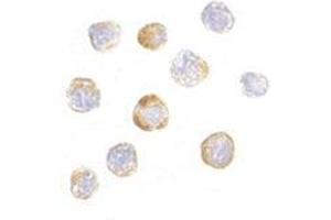 Immunocytochemistry of TRIM25 in HeLa cells with this product at 20 μg/ml. (TRIM25 Antikörper  (C-Term))