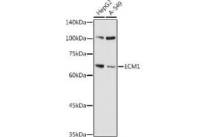 Western blot analysis of extracts of various cell lines, using ECM1 antibody (ABIN7267071) at 1:1000 dilution.