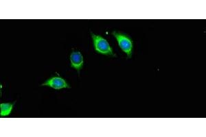 Immunofluorescent analysis of A549 cells using ABIN7168091 at dilution of 1:100 and Alexa Fluor 488-congugated AffiniPure Goat Anti-Rabbit IgG(H+L) (Riboflavin Kinase Antikörper  (AA 1-154))