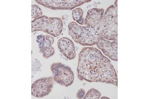 Immunohistochemical analysis of (ABIN388095 and ABIN2846147) on paraffin-embedded Human placenta tissue. (Bcl-2 Antikörper  (AA 75-110))