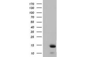 Western Blotting (WB) image for anti-Follicle Stimulating Hormone, beta Polypeptide (FSHB) antibody (ABIN1498315) (FSHB Antikörper)