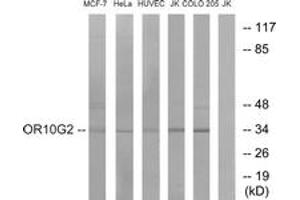 Western blot analysis of extracts from HuvEc/HeLa/MCF-7/Jurkat/COLO cells, using OR10G2 Antibody. (OR10G2 Antikörper  (AA 241-290))