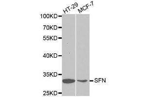 Western blot analysis of extracts of various cell lines, using SFN antibody. (14-3-3 sigma/SFN Antikörper  (AA 1-248))