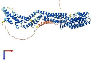 TNFAIP2 Protein (AA 1-654) (His tag)