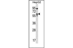 Western blot analysis of ERRFI1 / MIG6  Antibody  in HepG2 cell line lysates (35ug/lane). (ERRFI1 Antikörper  (Middle Region))
