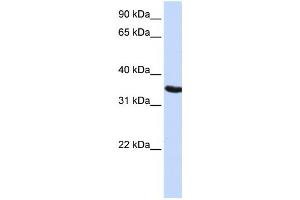 Western Blotting (WB) image for anti-Developmental Pluripotency Associated 2 (DPPA2) antibody (ABIN2459554) (DPPA2 Antikörper)