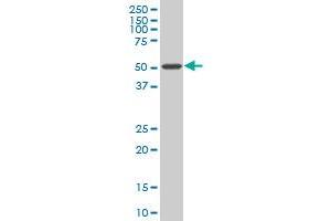 HDAC3 monoclonal antibody (M03), clone 2A3 Western Blot analysis of HDAC3 expression in Hela S3 NE .