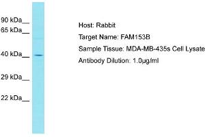 Host: Rabbit Target Name: FAM153B Sample Type: MDA-MB-435s Whole cell lysates Antibody Dilution: 1. (FAM153B Antikörper  (C-Term))