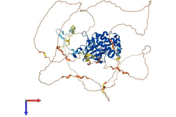 PAK7 Protein (AA 1-719) (His tag)