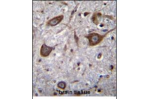 GRIA4 Antibody (Center) (ABIN656865 and ABIN2846069) immunohistochemistry analysis in formalin fixed and paraffin embedded human brain tissue followed by peroxidase conjugation of the secondary antibody and DAB staining. (GRIA4 Antikörper  (AA 296-325))