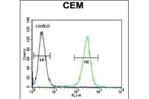 MSI1 Antibody (N-term) (ABIN655905 and ABIN2845305) flow cytometric analysis of CEM cells (right histogram) compared to a negative control cell (left histogram). (MSI1 Antikörper  (N-Term))