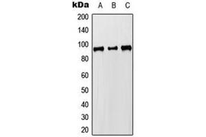 Western blot analysis of MCM8 expression in HEK293T (A), Raw264. (MCM8 Antikörper  (C-Term))