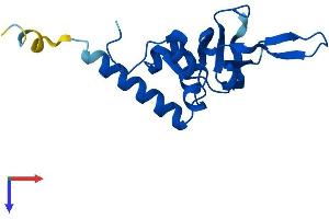 RPL26L1 Protein (AA 1-145) (His tag)