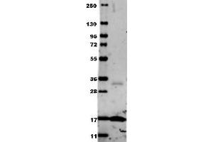 Image no. 2 for anti-Tumor Necrosis Factor alpha (TNF alpha) antibody (ABIN799618) (TNF alpha Antikörper)